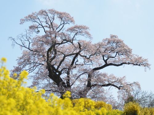 塩ノ崎の大桜
