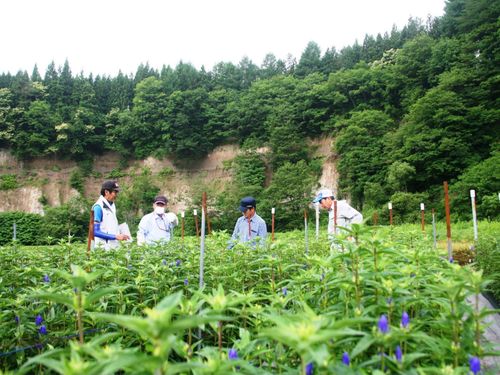 八幡平市：りんどうの栽培