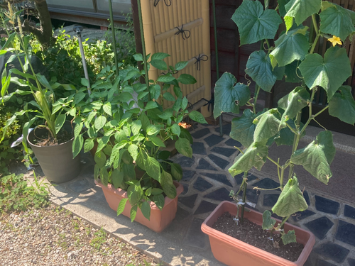我が家のプランター菜園🌱