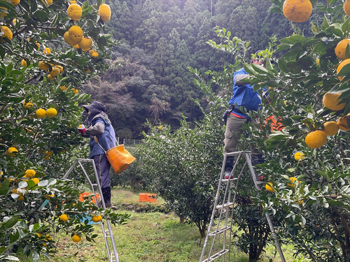 日本有数のゆずの産地・北川村