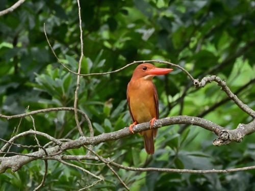 夏の訪れを告げるアカショウビンの鳴き声