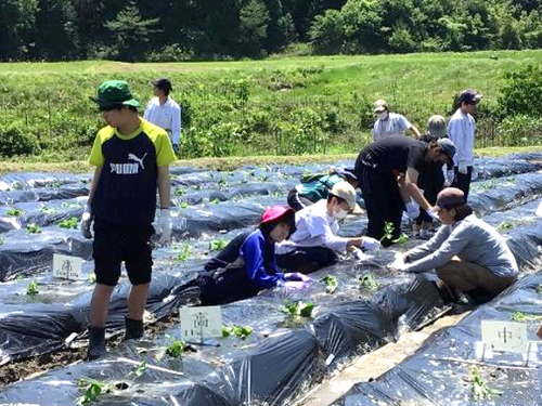 みんなで協力してサツマイモの植え付けを行う様子