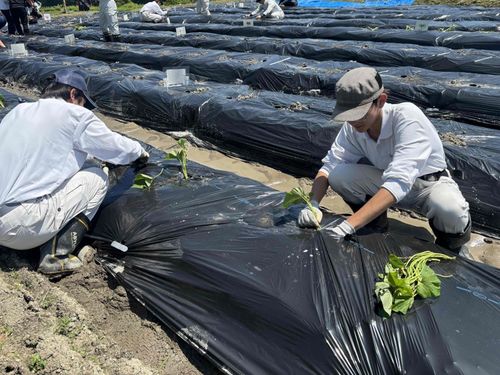 皆さん手際よく植え付けを行っていました！