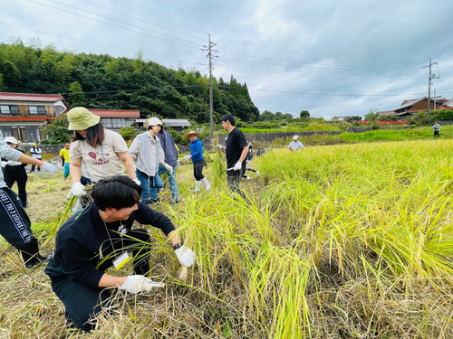 酒米の稲刈り体験