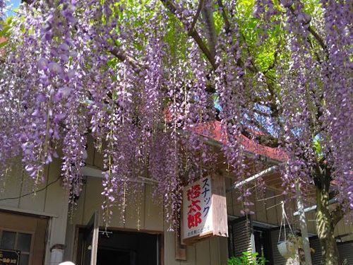 お店の入り口には綺麗な藤の花