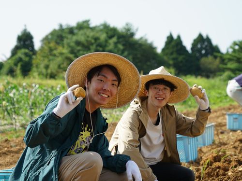 収穫の様子