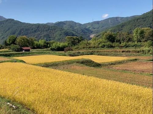 昨年度から、伊那市では有機給食もはじまりました！