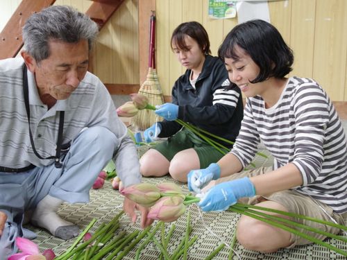 ピンクの花が咲き乱れる田んぼでのハス収穫