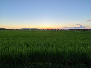 甲良町の田園地帯