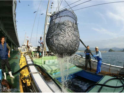 株式会社与力水産／プロの目利き仕入れ・加工・流通の現場で学べる魚の本場！