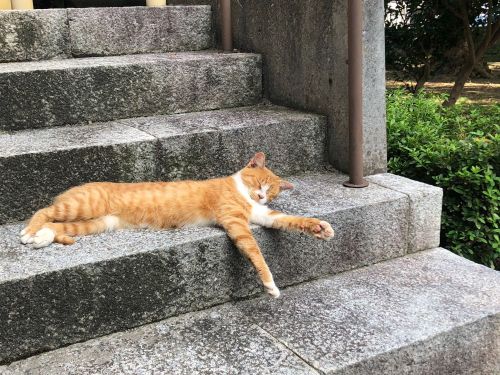猫も優雅に寝転ぶまちかど。