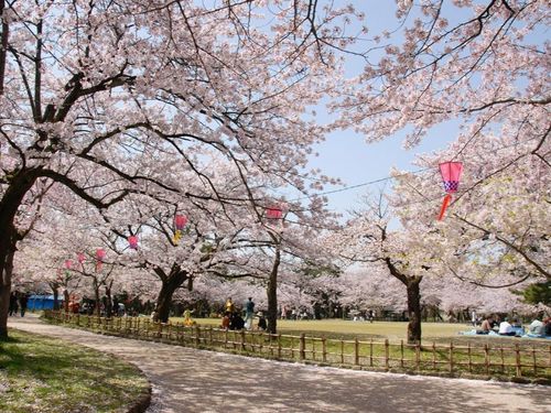 高岡古城公園は「さくら名所100選」にも選ばれている桜の名所です