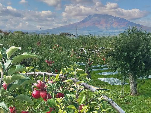 りんご畑から望む岩木山