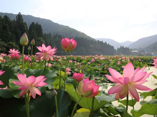 南条地区の花ハス 一面に咲き誇る姿は圧巻です！