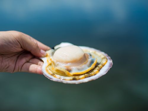 荒海ホタテ