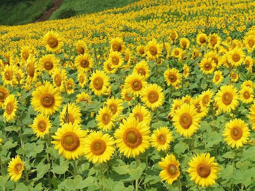 喜多方市三ノ倉のひまわり