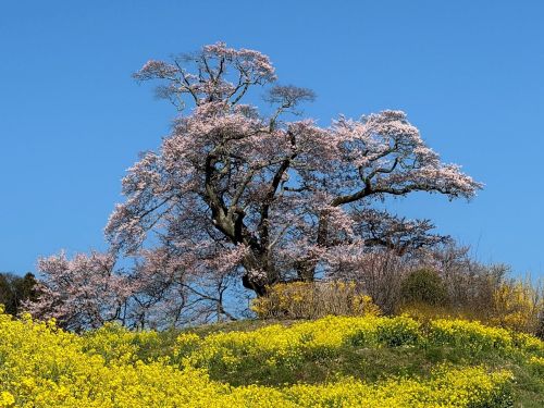 塩ノ崎の大桜