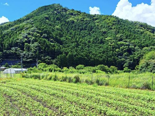 一面に広がるそば畑
