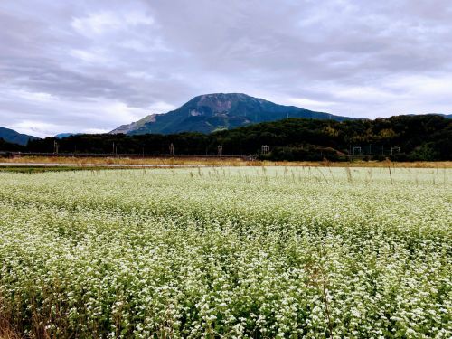 伊吹山の麓　そばの花が一面に広がる