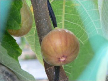 特産品のいちじく「蓬莱柿」
