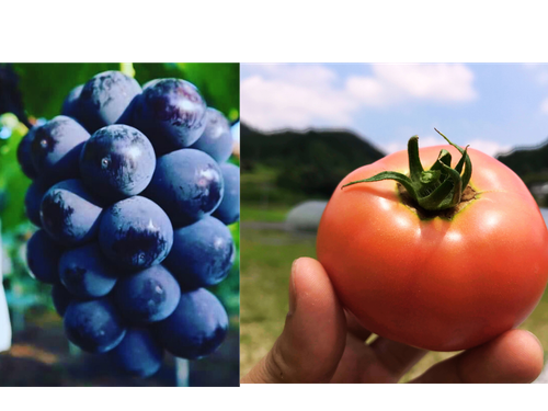 食べれば分かるこの美味しさ！ピオーネとトマトに舌鼓！