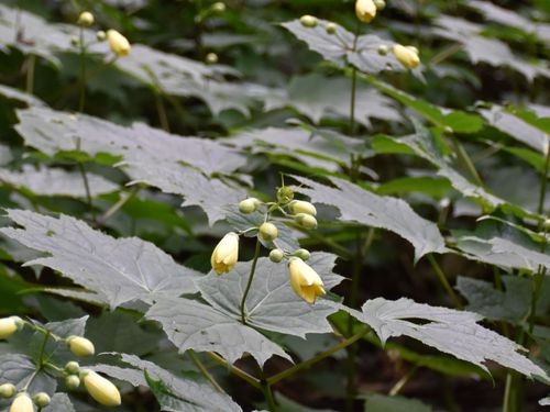 村内にある絶滅危惧種「キレンゲショウマ」の群生地