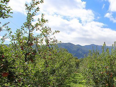りんご畑からのぞむ中央アルプス🍎🏔