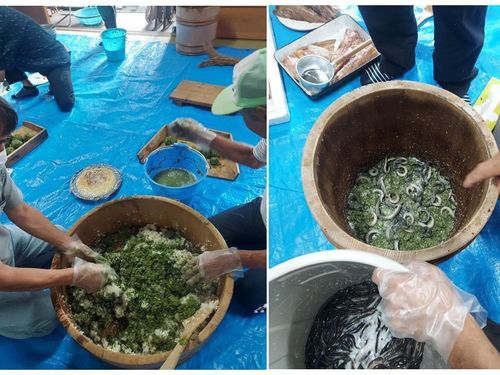 粉状の蓼（タデ）をご飯に混ぜこみます。ご飯⇒ドジョウ⇒塩⇒ナマズの順に鮨樽へ