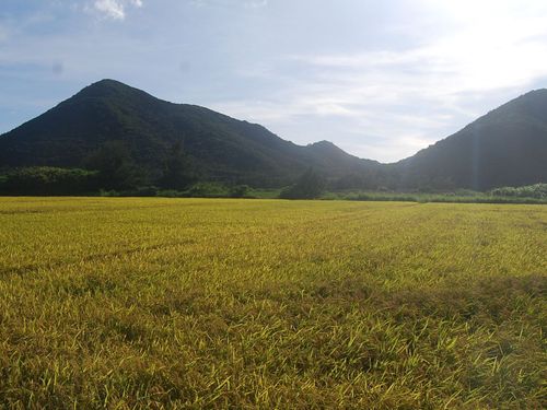 沖縄らしからぬ！？田んぼが広がる伊平屋の風景