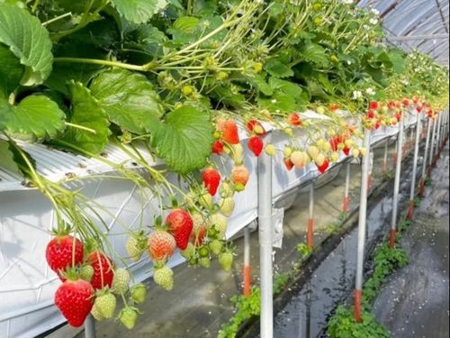 栽培環境をデジタル化・モニタリングで管理し高品質に保つ