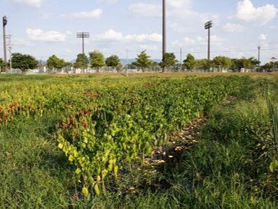 愛荘町の豊かな水源を活かして、栽培方法を研究されています。