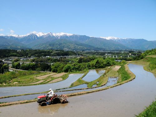 飯沼地区の棚田