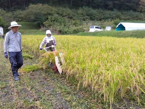 「亀の尾」を栽培するくわのみ農園で、稲刈り体験を行います