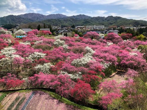 春、圧巻の花桃