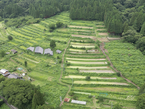 小泉棚田の風景