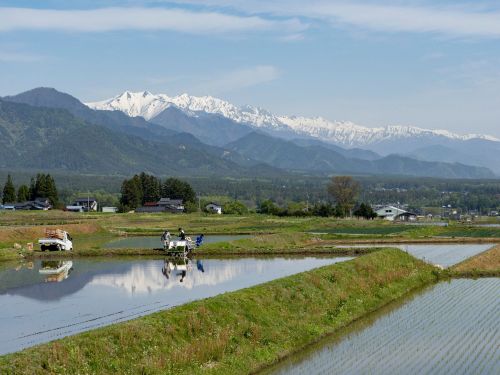 安曇野市は長野県１の米どころ