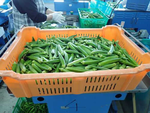 【働き先】高知県農業協同組合　中芸営農センター安田事業所