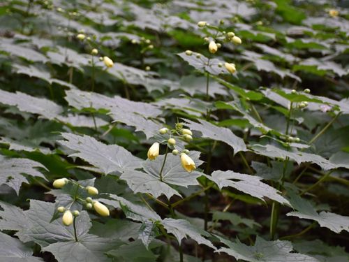 希少植物の１つ、キレンゲショウマ