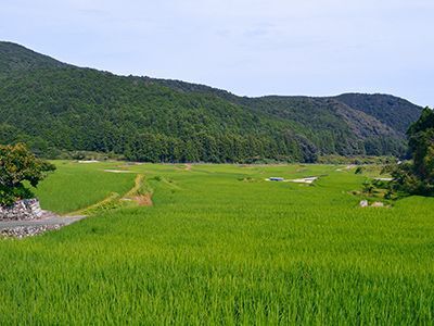 緑深い熊野の山々に囲まれた棚田
