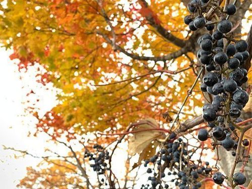 秋は山ぶどうの収穫期🍇　りんごのワインも🍎