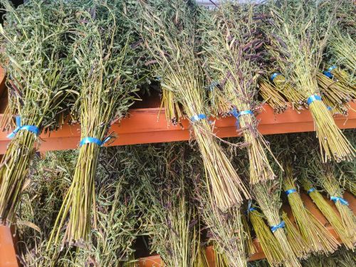 この地域で昔から飲まれているという野草茶・カワラケツメイ