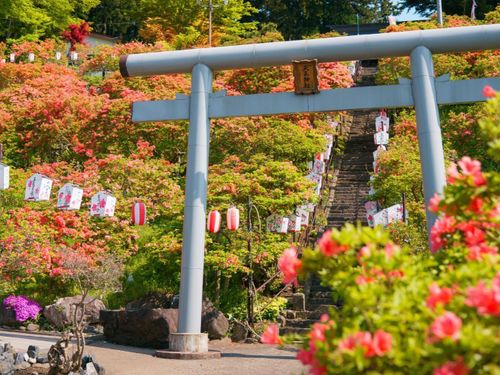 鮮やかなつつじが咲き誇る「天王つつじ祭り」