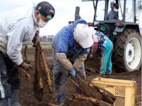 大地が育む、横浜町の長芋