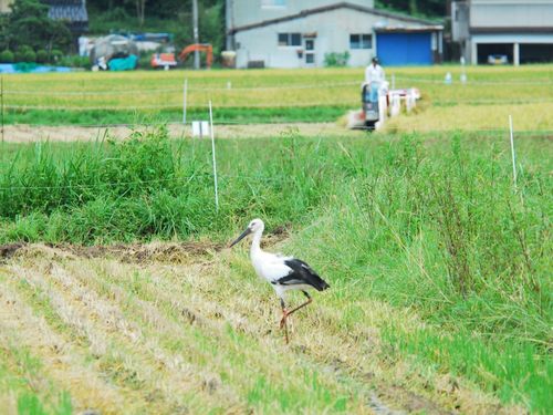 コウノトリの野生復帰　今では人とコウノトリが当り前に共生しています