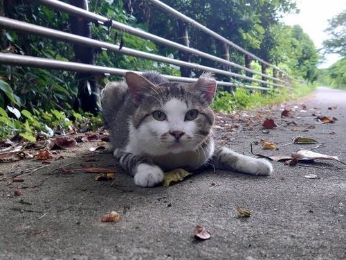 人とウミネコとネコの共生を考える現場の一コマ
