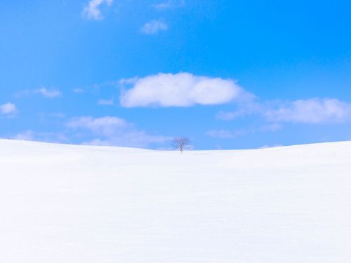 静寂に包まれる冬の牧場。雪原を独り占めするような、贅沢な感動を味わえます。