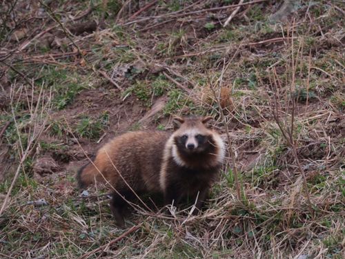 島前、知夫で見られる狸