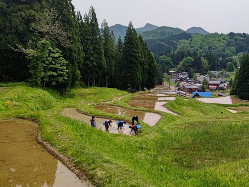 北五百川棚田　田植え作業