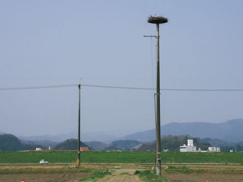 近所にあるコウノトリの巣塔