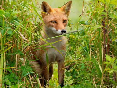 野生動物と共存するため、人間にできることがきっと沢山あるはずです。
